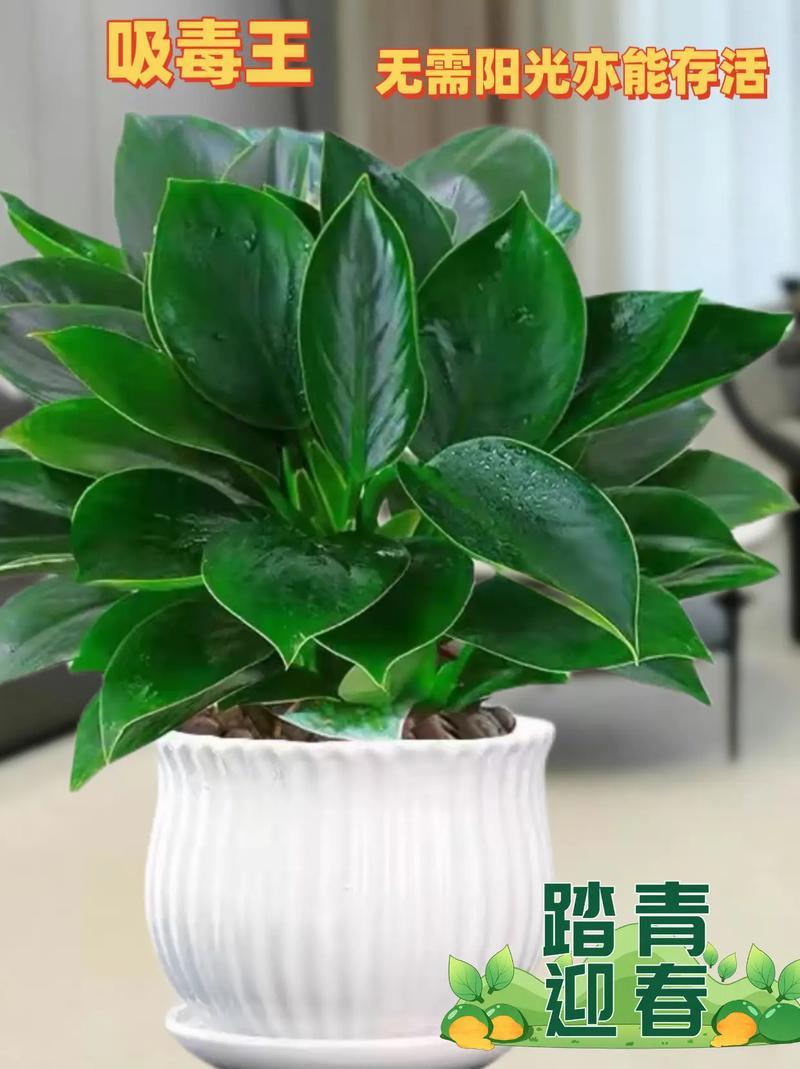 屬兔財運花是何事植物
