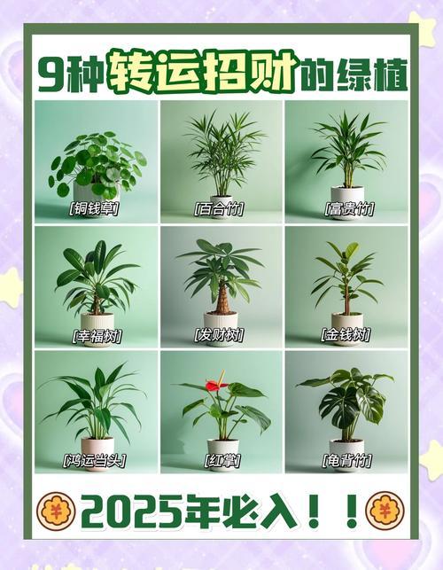 陽臺放何事植物旺財