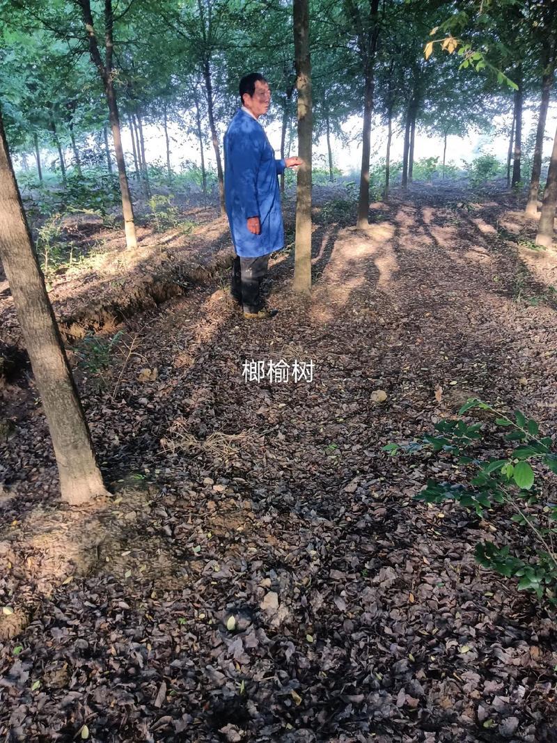 樹木大全