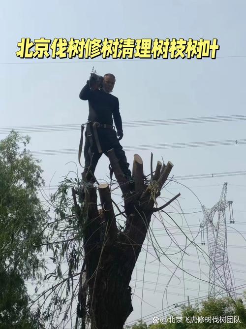 2026年8月適合伐樹的日子