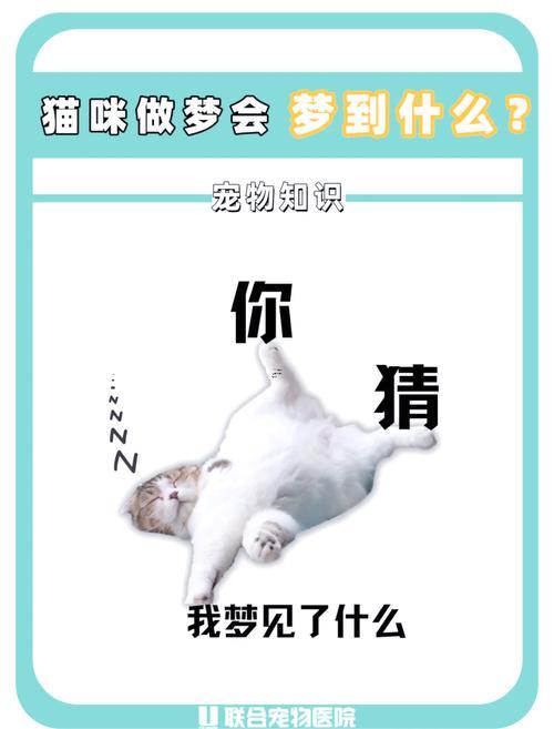夢見貓是什么意思