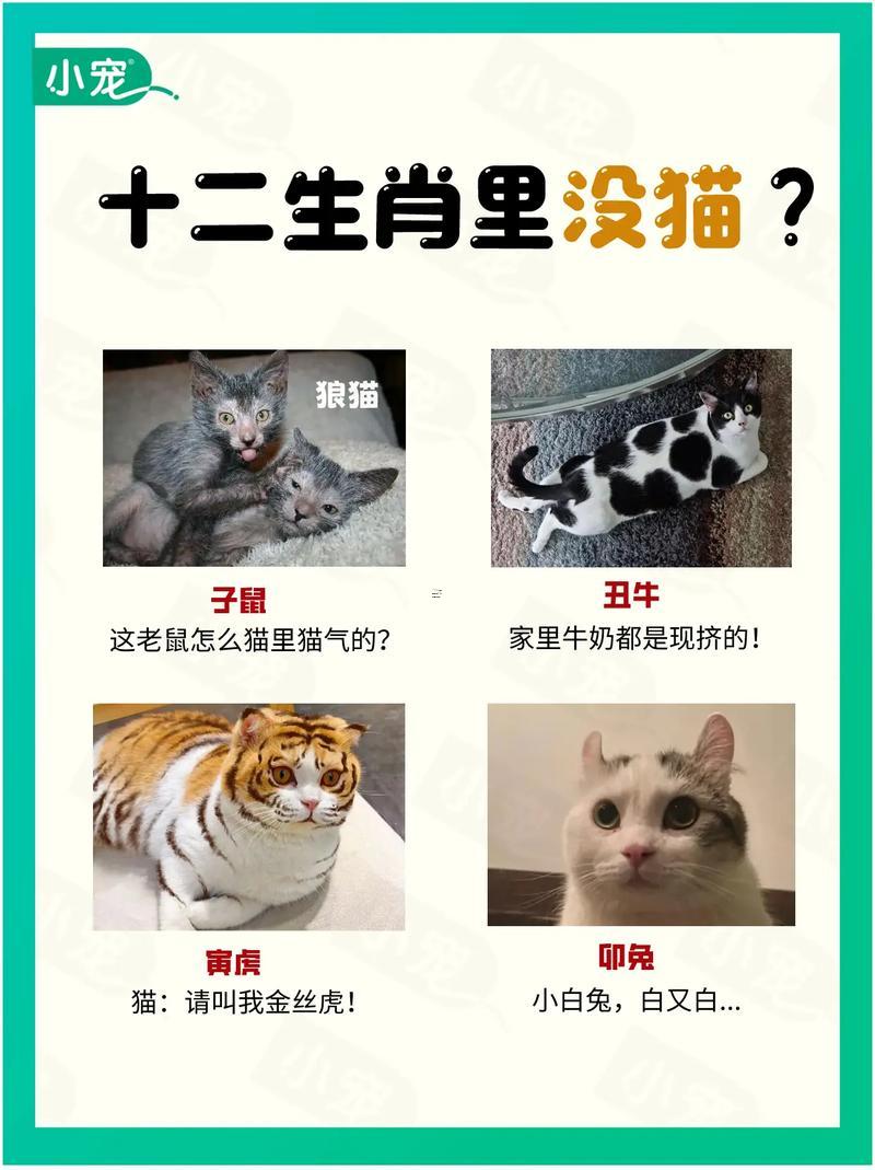屬雞的能不能養(yǎng)貓