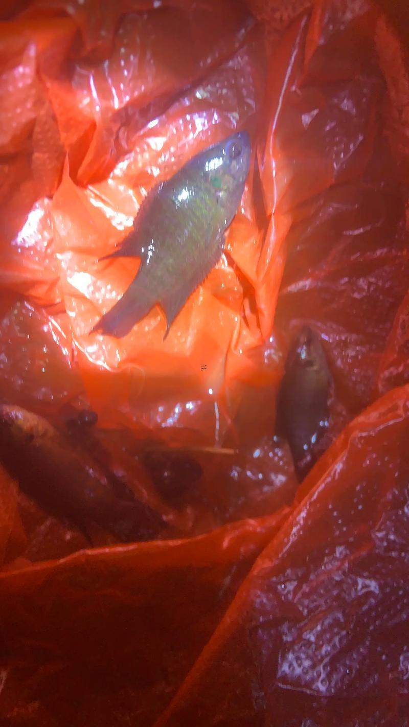 招財(cái)魚一次吃了三條小魚