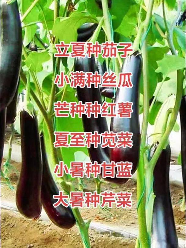2025年10月種菜最佳日子
