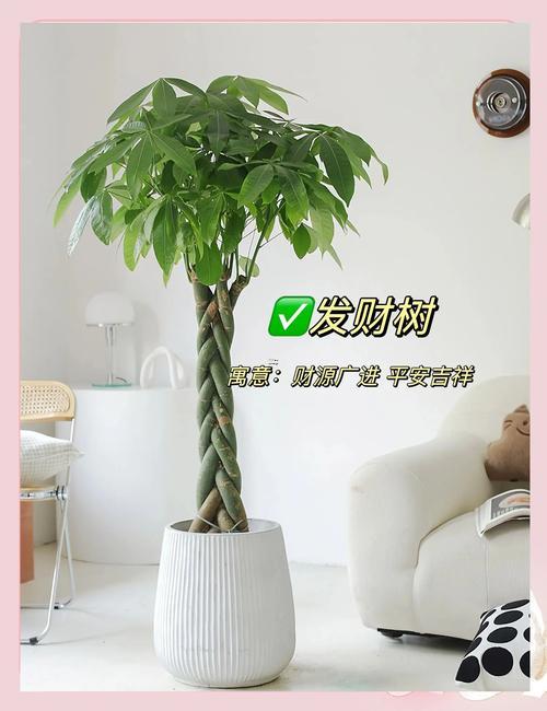 適合擺家里的植物風(fēng)水