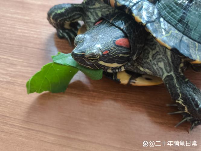 夢到烏龜咬我什么預兆