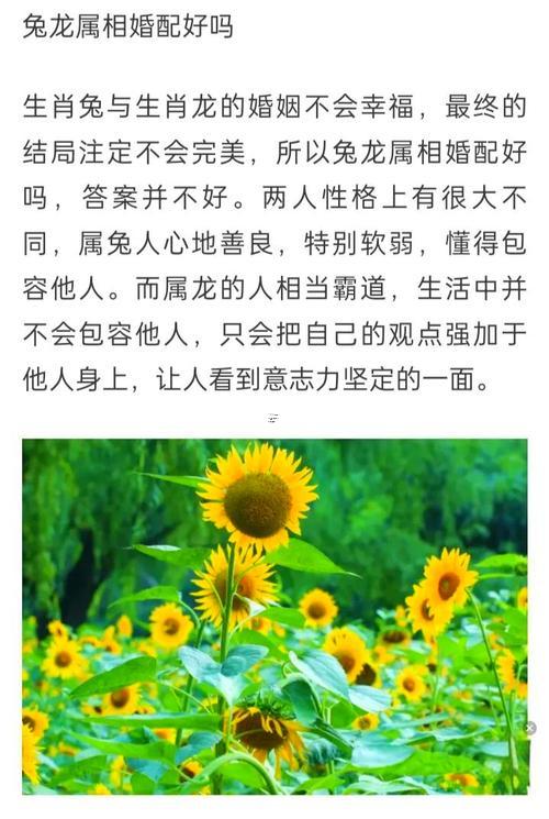 屬兔的同啥相對配
