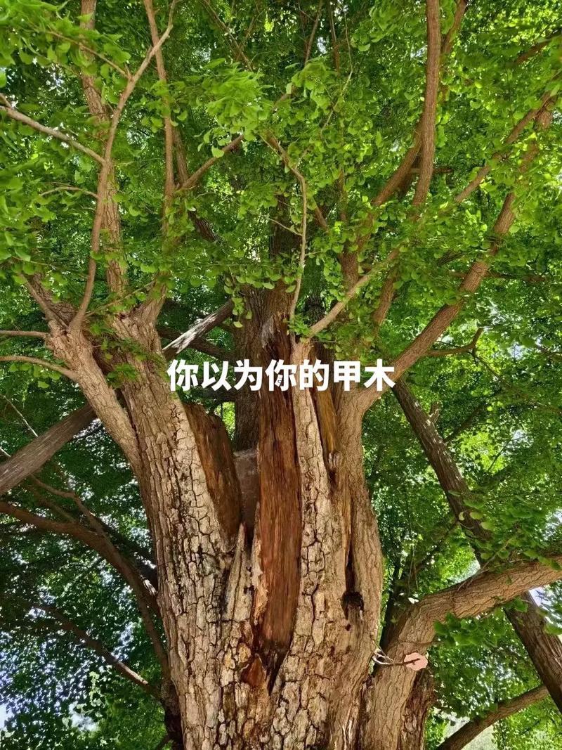 八字排盤四柱八字排盤箅