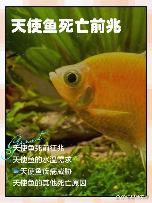 女人夢(mèng)見死魚同活魚啥預(yù)兆