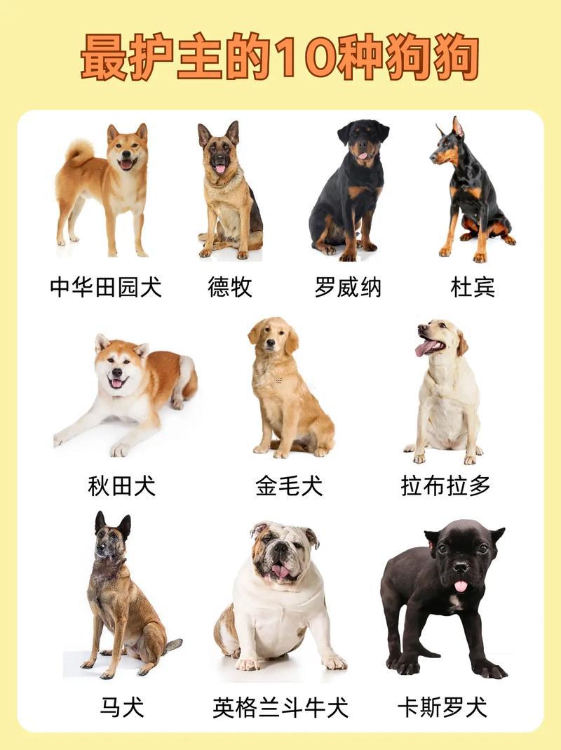屬狗的偉大人物有哪部分