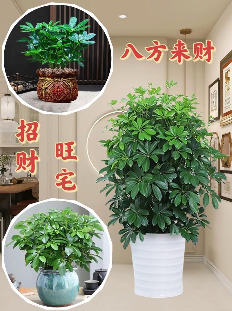 店里適合放什么植物招財