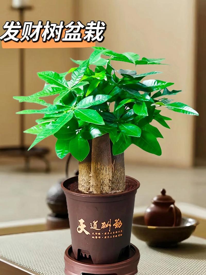 招財(cái)樹好養(yǎng)不好養(yǎng)